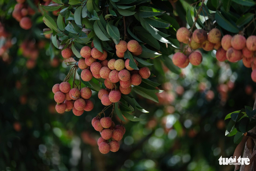 Cluster of ripe lychees at an orchard in Luc Ngan District, Bac Giang Province, Vietnam. Photo: Nam Tran / Tuoi Tre