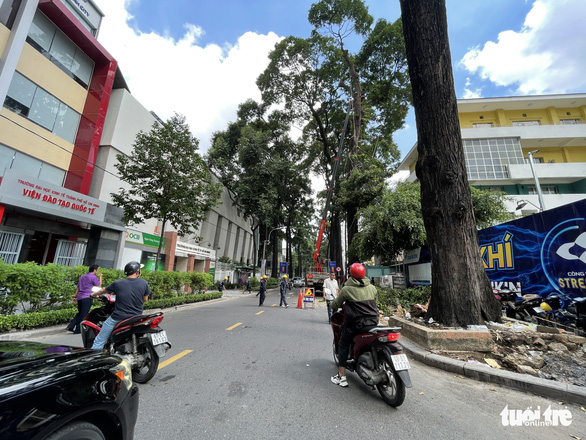 9 large trees in central district of Ho Chi Minh City chopped down