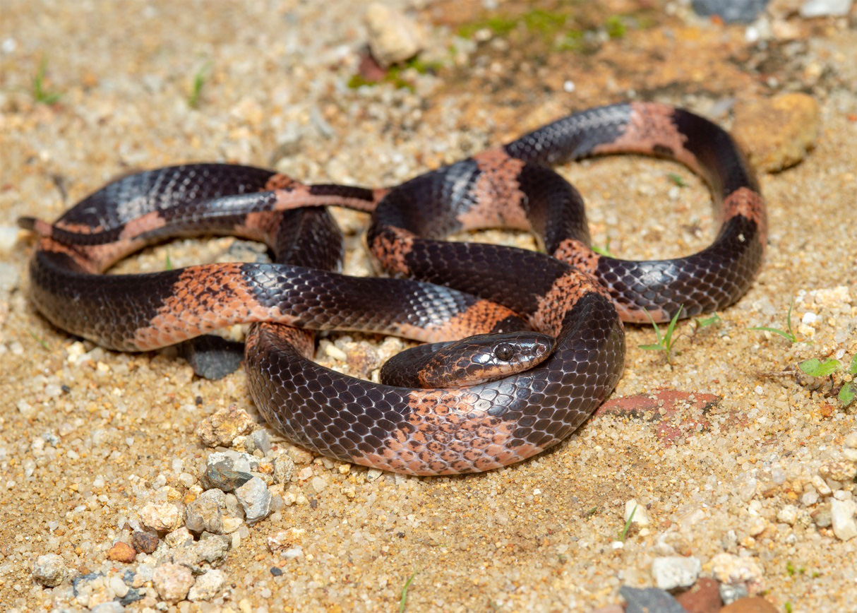Two new species of wolf snakes found in Vietnam
