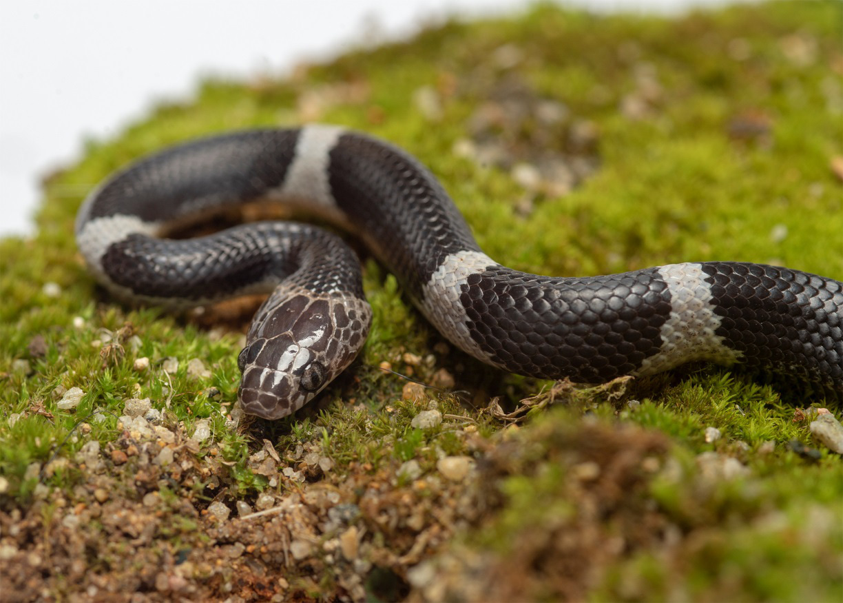 This supplied photo shows a young lycodon anakradaya snake.