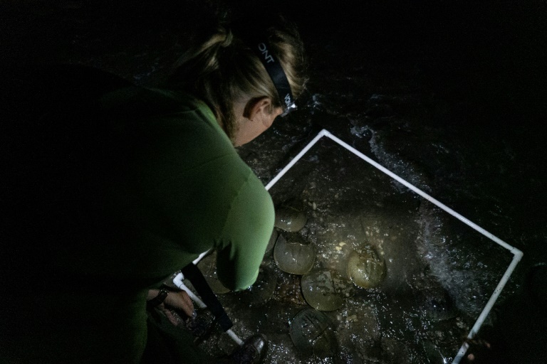 Kristi Lieske conducts a survey of horseshoe crabs spawning on a beach at the Ted Harvey Wildlife Area near Dover, Delaware. Photo: AFP