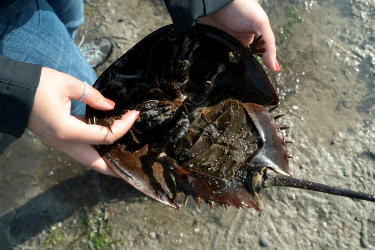 'You're so cute,' conservationist Nivette Perez-Perez tells a female horseshoe crab she has picked up in order to point out the animal's anatomical features. Photo: AFP