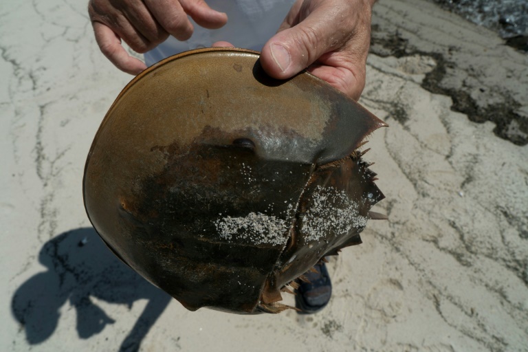 Glenn Gauvry, president of the Ecological Research & Development Group, a nonprofit advocating for the conservation of horseshoe crabs, holds a horseshoe crab at Pickering Beach, Delaware. Photo: AFP
