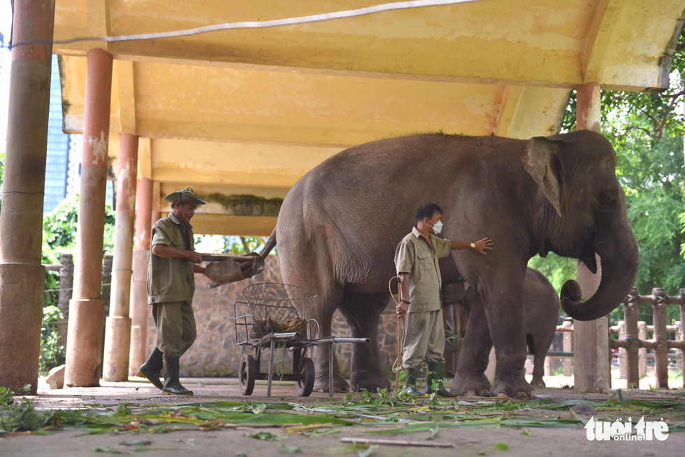 Zookeepers at Saigon Zoo and Botanical Gardens collect elephant dung at the animal’s enclosure. Photo: Ngoc Phuong – Phuong Quyen / Tuoi Tre