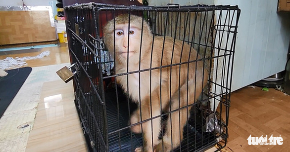 Ho Chi Minh City resident hands over macaque to rangers