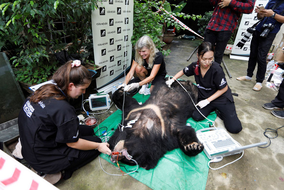 Experts check the health of a bear and anaesthetize her. Photo: Animals Asia Foundation