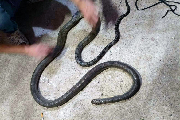 Snakebite kills Vietnamese man catching venomous snake barehanded