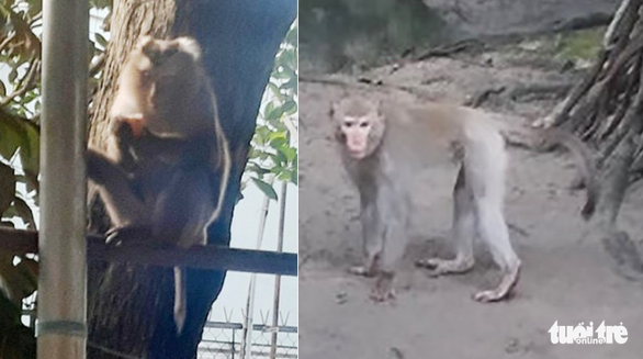 Ho Chi Minh City captures one of two rampaging monkeys