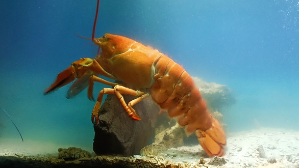 Rare yellow-orange lobster on display in Vietnam’s Nha Trang