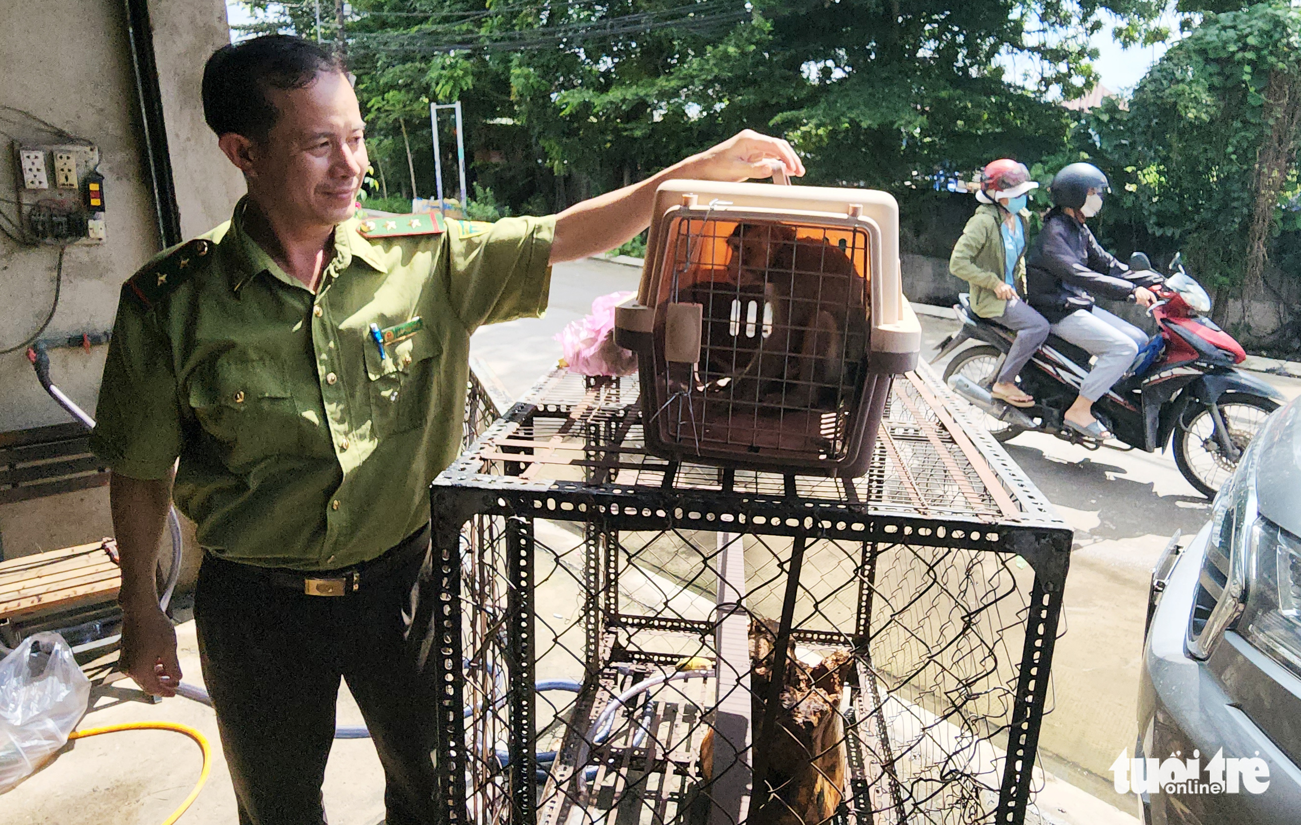 A ranger receives a rare, endangered long-tailed macaque handed over by a local man in Binh Chanh District, Ho Chi Minh City. Photo: Ngoc Khai / Tuoi Tre