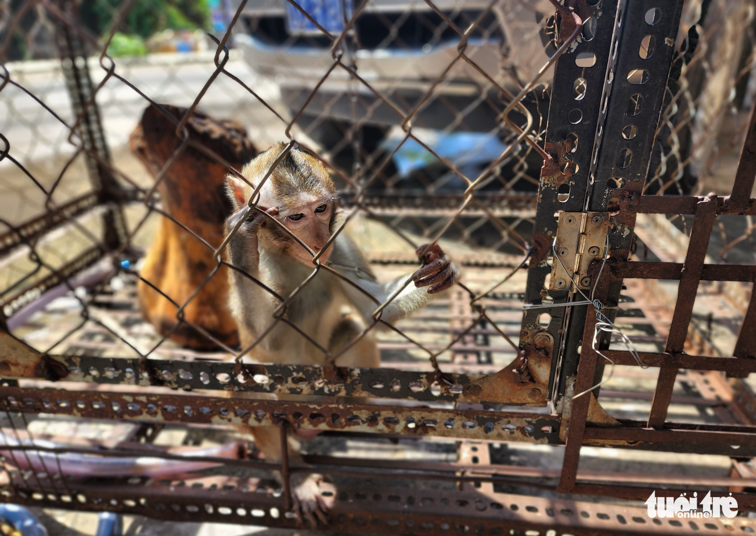 Man hands in rare, endangered macaque to Ho Chi Minh City rangers