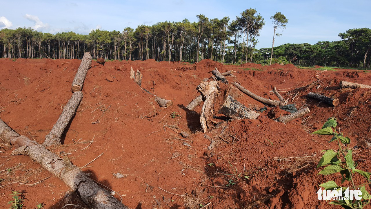 Pine tree trunks left on the ground at the construction site of a golf course project in Dak Doa District, Gia Lai Province, Vietnam. Photo: H.C.D. / Tuoi Tre