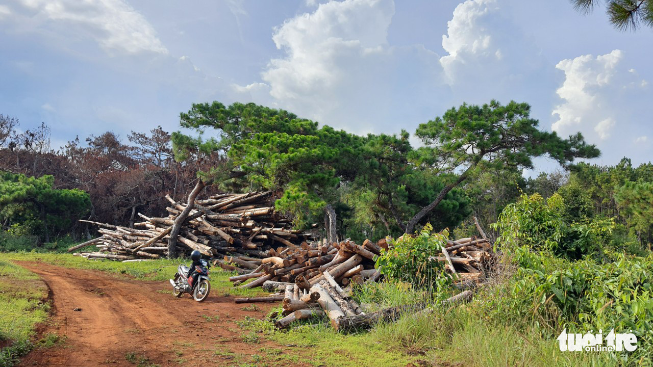 A pile of dead pine tree trunks at the construction site of a golf course project in Dak Doa District, Gia Lai Province, Vietnam. Photo: H.C.D. / Tuoi Tre