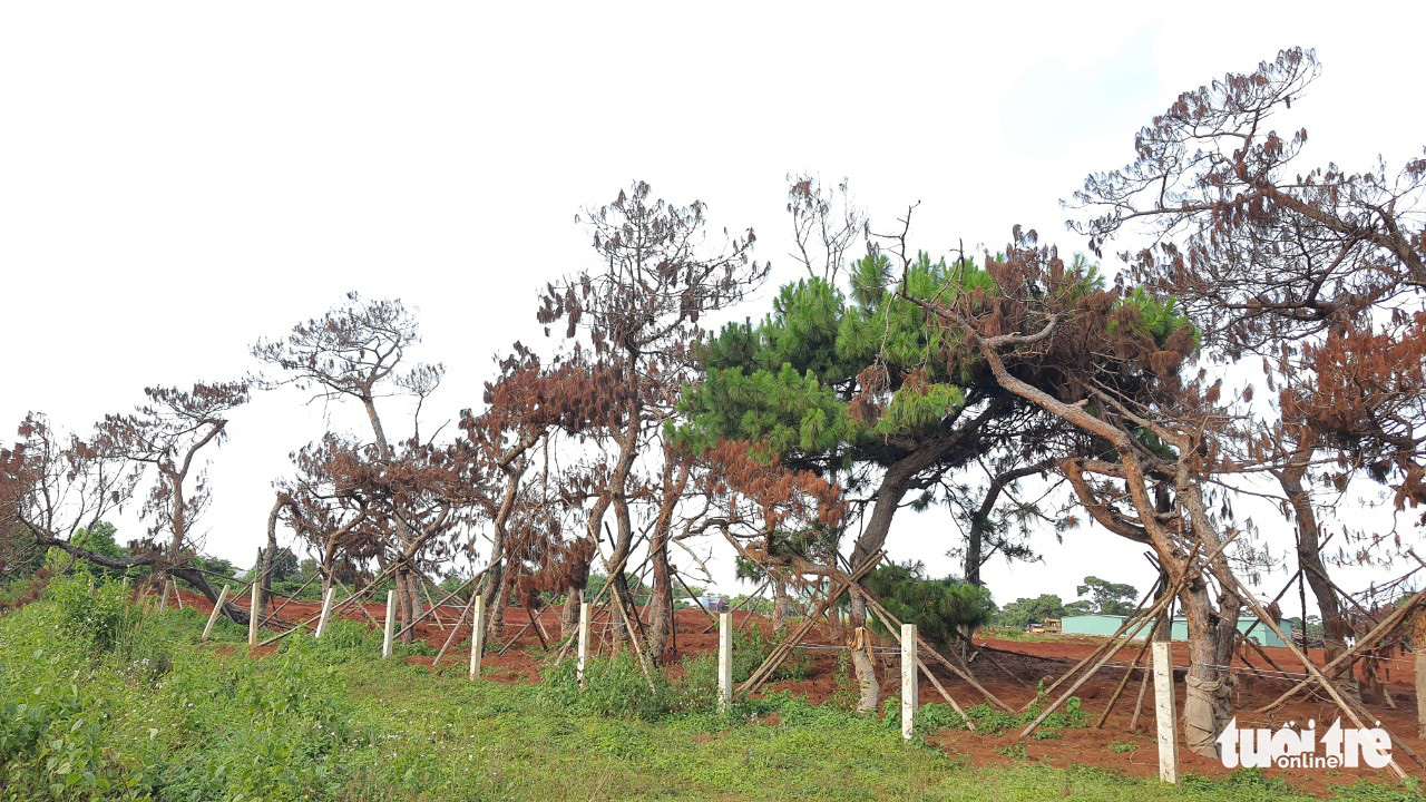 Pine trees turn brown at the construction site of a golf course project in Dak Doa District, Gia Lai Province, Vietnam. Photo: H.C.D. / Tuoi Tre