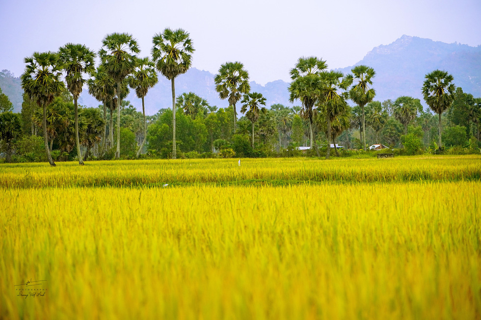 Vast bright yellow ripening rice paddies, coupled with tall palmyra palm trees on the two sides of the path, create an enchanting landscape. Nowhere else can you see palmyra palm trees grow as high as those in An Giang. Therefore, the palmyra palm tree field is considered the symbol and spirit of the An Giang people. Photo: Duong Viet Anh / Tuoi Tre
