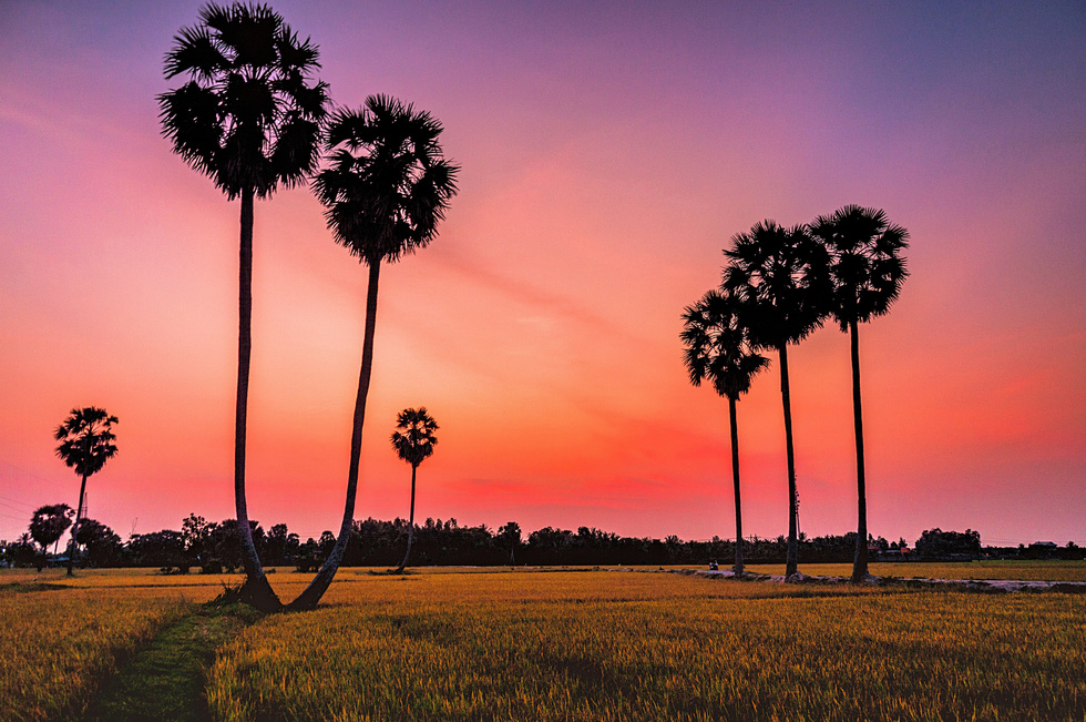 The palmyra palm tree field is most beautiful and romantic at dawn or dusk. If tourists visit Tinh Bien at the end of the eighth lunar month and the begining of the ninth lunar month, they can join the famous buffalo racing festival on the Sene Dolta Festival holiday of Khmer people. Photo: Duong Viet Anh / Tuoi Tre
