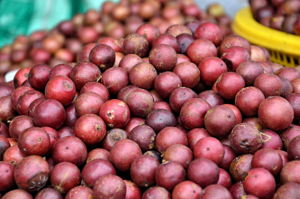 Seven Mountains Flacourtia jangomas gets ripe in purple-red color and tastes sweet, sour and a bit bitter. The fruit is a delicacy of Tinh Bien during the rainy season. Squeeze the fruit with your hands until its peel cracks before eating. Photo: Duong Viet Anh / Tuoi Tre