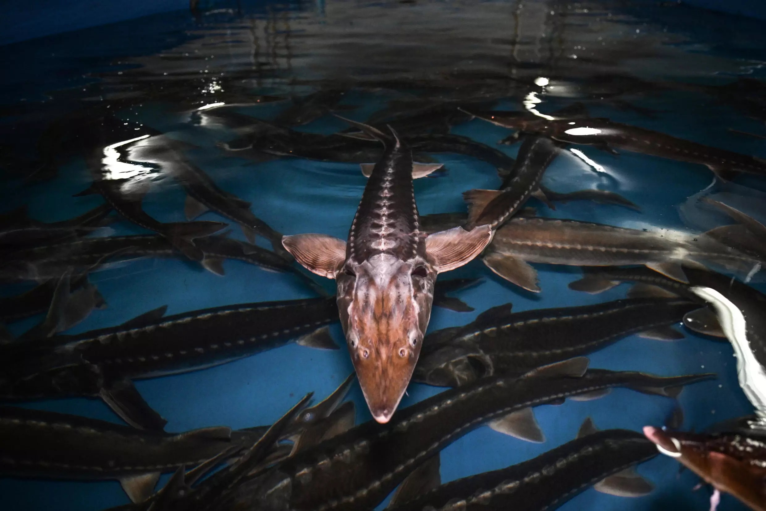 Sturgeon, here seen at a fish farm in Thailand, are now at risk of extinction. Photo: Lillian SUWANRUMPHA / AFP