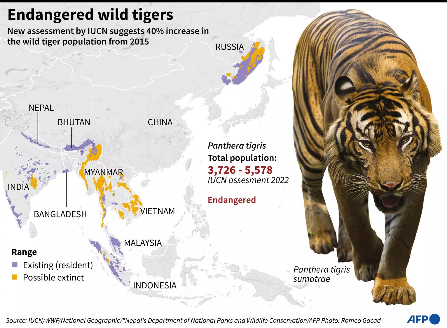 Endangered wild tigers. Photo: Gal ROMA / AFP