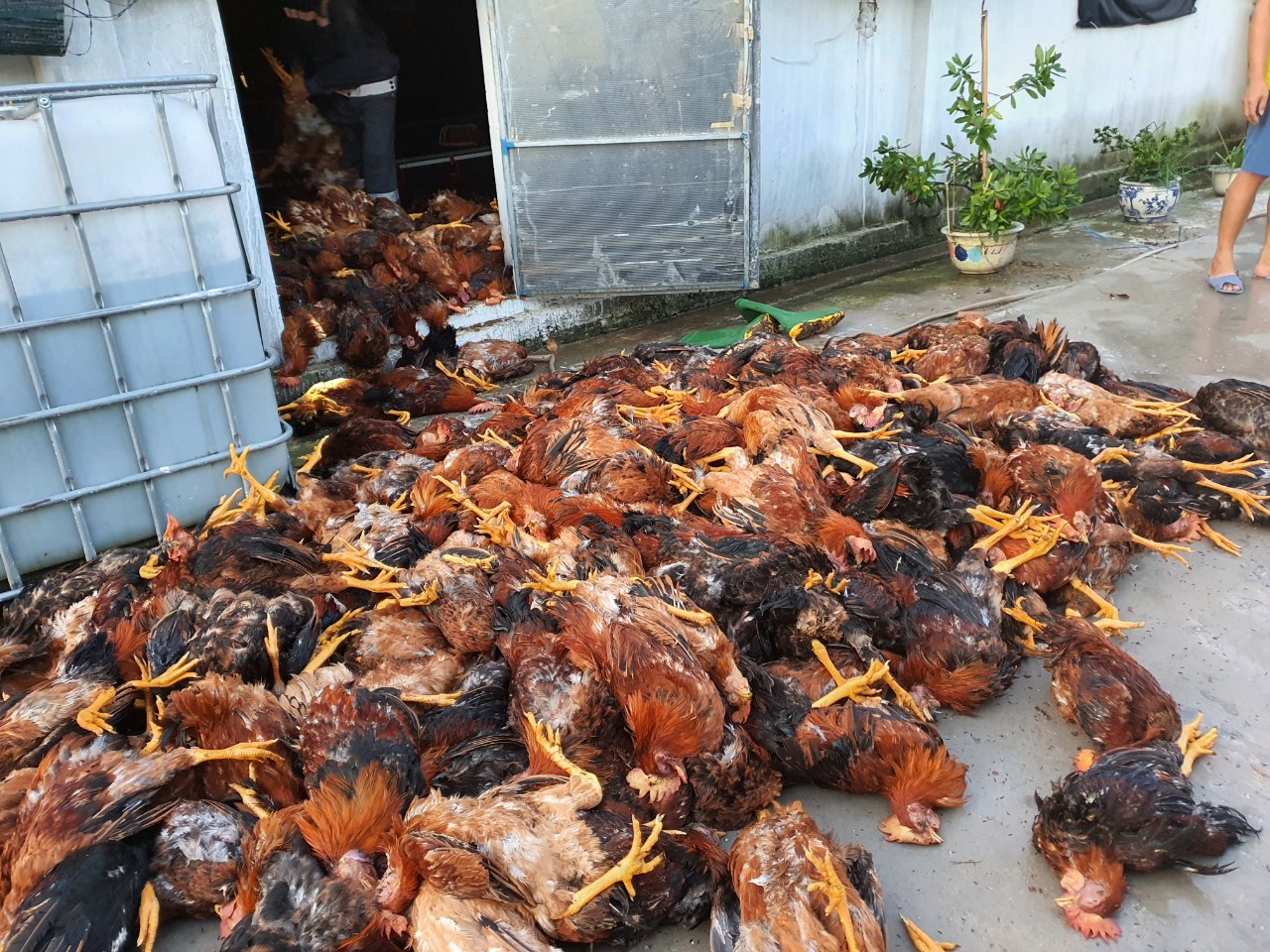 Nearly 6,000 chickens were killed after lightning struck a farm in Hai Duong Province, Vietnam, July 21, 2022. Photo: Nguyen Hoc / Tuoi Tre
