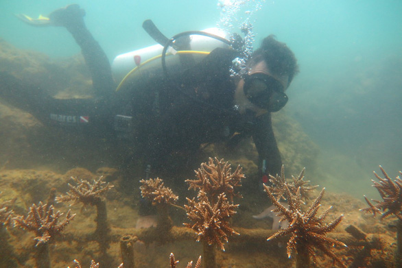 A diver examines a coral reef in the Hon Mun Nature Reserve in Nha Trang City, Khanh Hoa Province, Vietnam. Photo: Thuc Nghi / Tuoi Tre