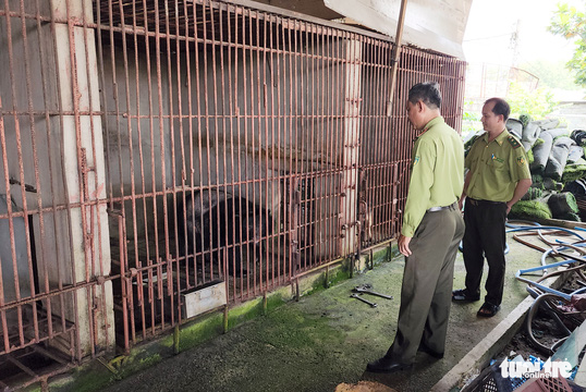 Rangers watch over an Asian black bear caged at the house of Nguyen Thanh Tung in Cu Chi District, Ho Chi Minh City, July 27, 2022. Photo: Ngoc Khai / Tuoi Tre