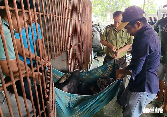 Relevant units carry the bear out of its enclosure in order to transport it to the Cu Chi Wildlife Rescue Station in the namesake district, Ho Chi Minh City, on July 27, 2022. Photo: Ngoc Khai / Tuoi Tre