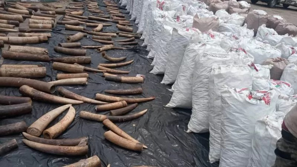 3 Vietnamese arraigned over pangolin scale, tusk smuggling in Nigeria
