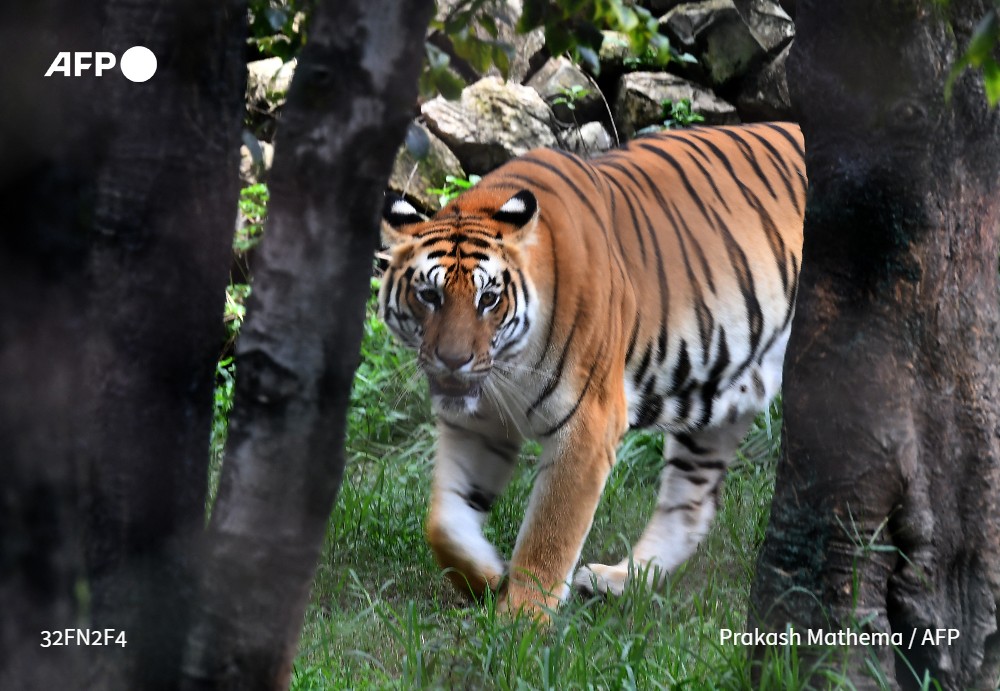 A Royal Bengal tiger roams in its enclosure at the central zoo in Lalitpur, on the outskirts of Kathmandu, on July 29, 2022. Photo: AFP