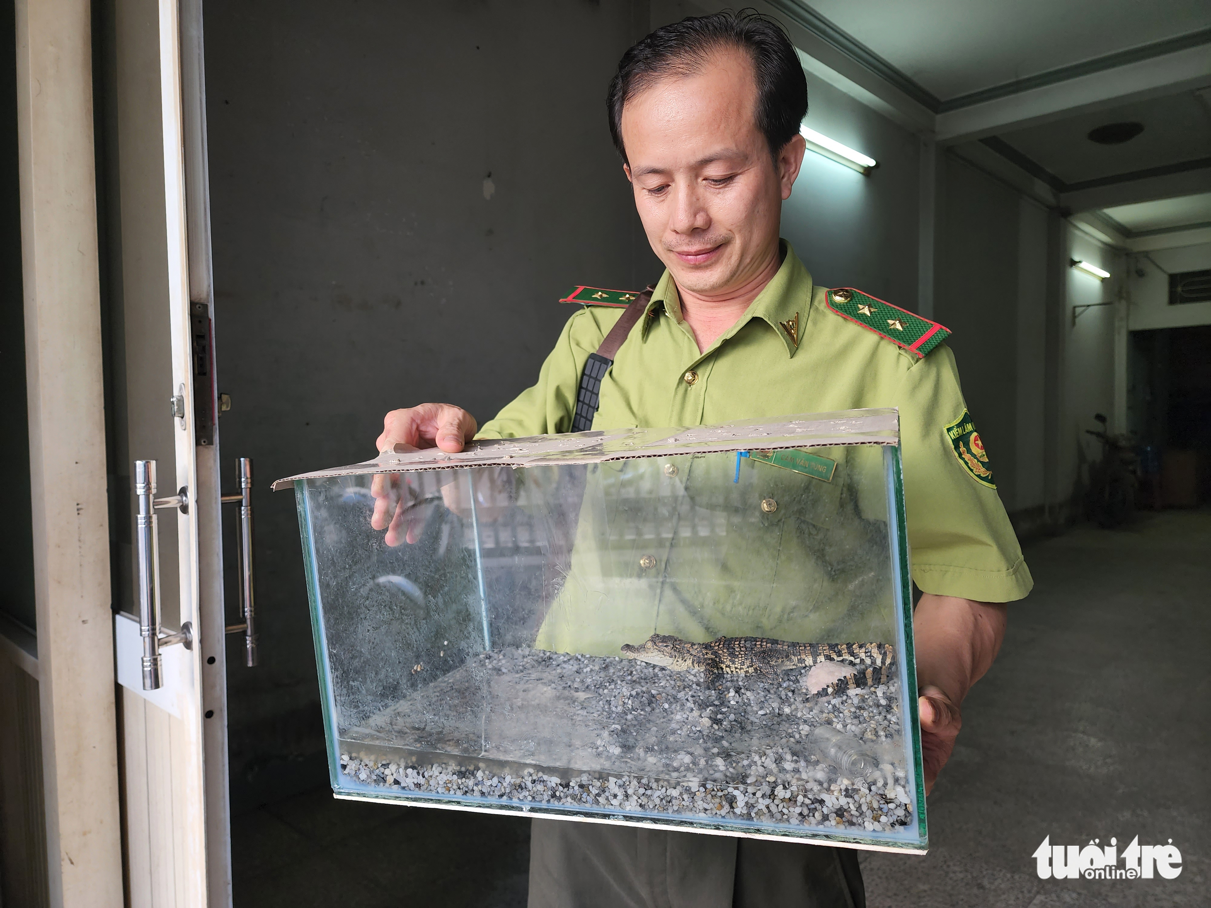 A ranger receives a glass tank containing a rare, endangered crocodile kept at the house of Le Thanh Hoa in Hoc Mon District, Ho Chi Minh City. Photo taken on July 29, 2022. Photo: Ngoc Khai / Tuoi Tre