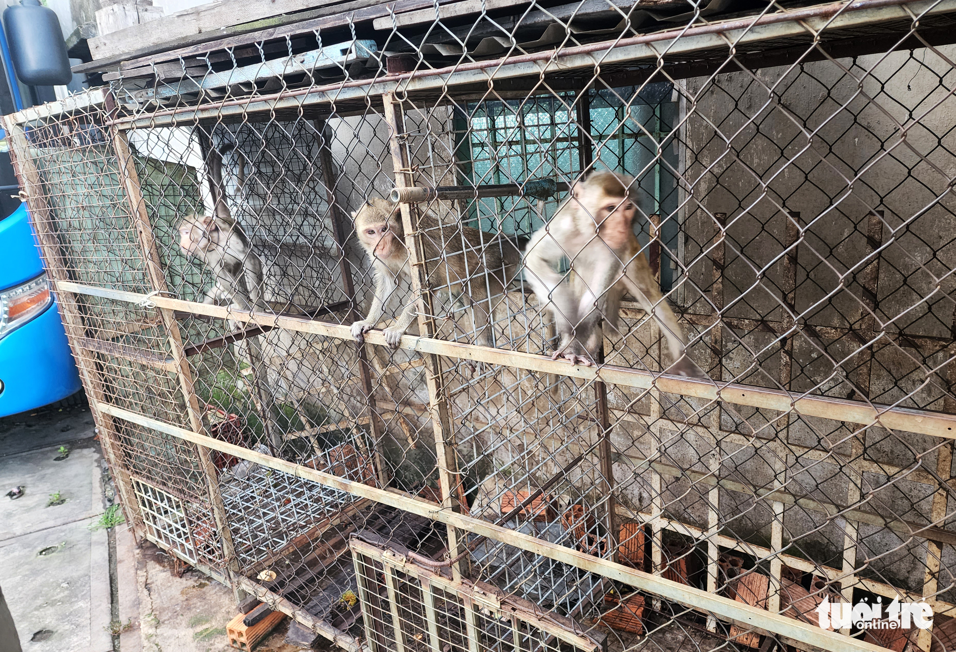 Three long-tailed macaques are kept in cages at the house of Huynh Van Thanh in Cu Chi District, Ho Chi Minh City. Photo taken on July 29, 2022. Photo: Ngoc Khai / Tuoi Tre