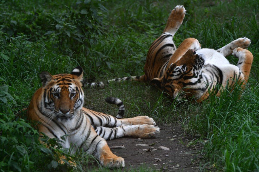Royal Bengal tigers gesture in their enclosure at the central zoo in Lalitpur, on the outskirts of Kathmandu. Photo: AFP