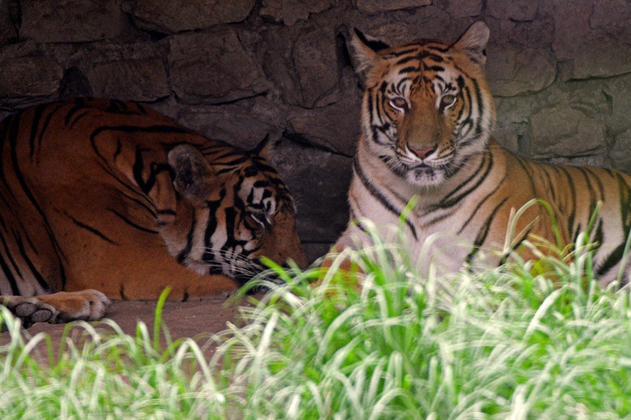 Royal Bengal tigers rest in their enclosure at the central zoo in Lalitpur, on the outskirts of Kathmandu. Photo: AFP