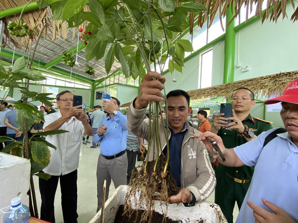 Visitors take photos of a 20-year-old ginseng worth over VND900 million (US$38,527). Photo: Le Trung / Tuoi Tre