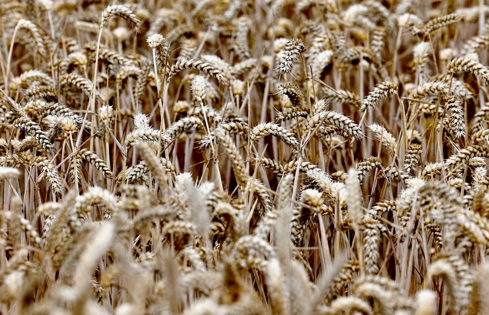 Analysis: As wheat prices soar, the world's consumers vote with their feet