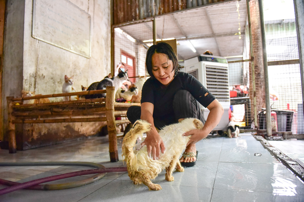 Huynh Thi Nhu Quyen bathes a cat at her rescue center in Cu Chi District, Ho Chi Minh City, Vietnam. Photo: Ngoc Phuong / Tuoi Tre