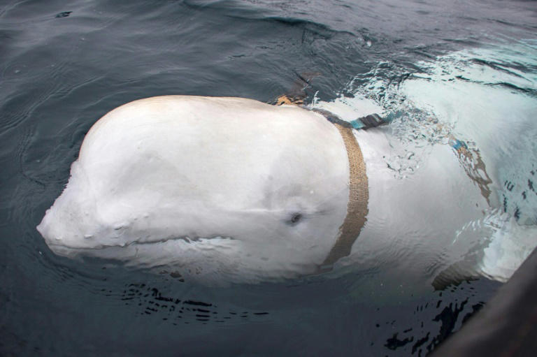 Health fears over Beluga whale spotted in France's Seine river
