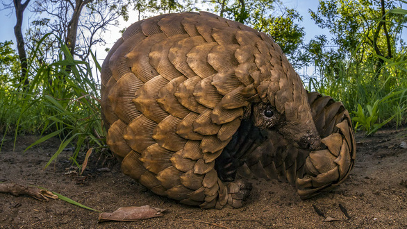 Three Vietnamese arrested in Nigeria for trafficking pangolin scales