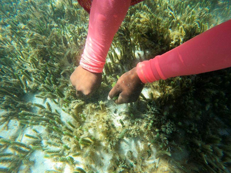 Ocean warmth, seaweed scarcity threaten Fiji's fisherwomen's livelihoods