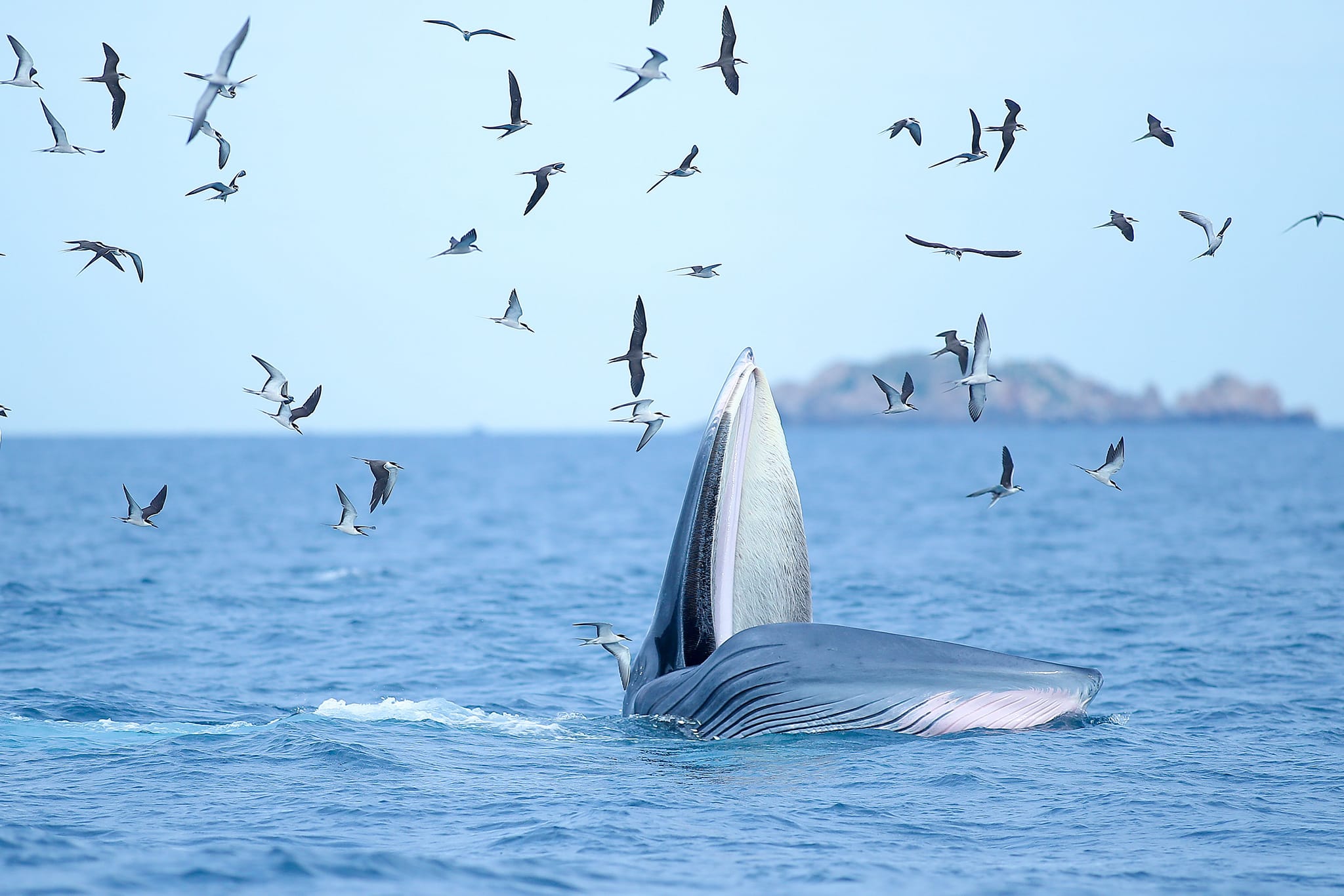 A blue whale lunges toward fish in the waters near De Gi beach in Phu Cat District, Binh Dinh Province, Vietnam. Photo: Nguyen Dung / Tuoi Tre