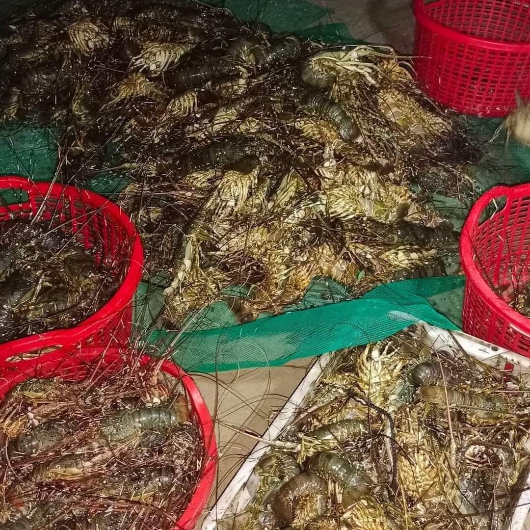 Farmed lobsters die en masse following storm in south-central Vietnam