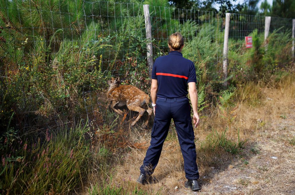 A fawn tries to escape the fire in Belin-Beliet as wildfires continue to spread in the Gironde region of southwestern France, August 12, 2022. Photo: Reuters