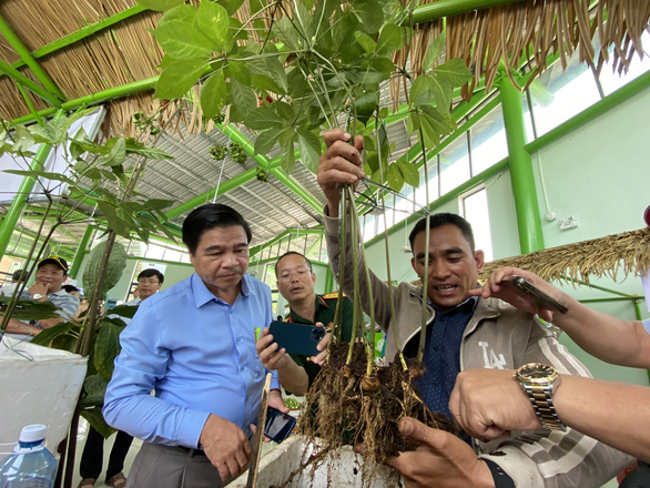 Vietnam's Quang Nam wants to host national ginseng festival next year