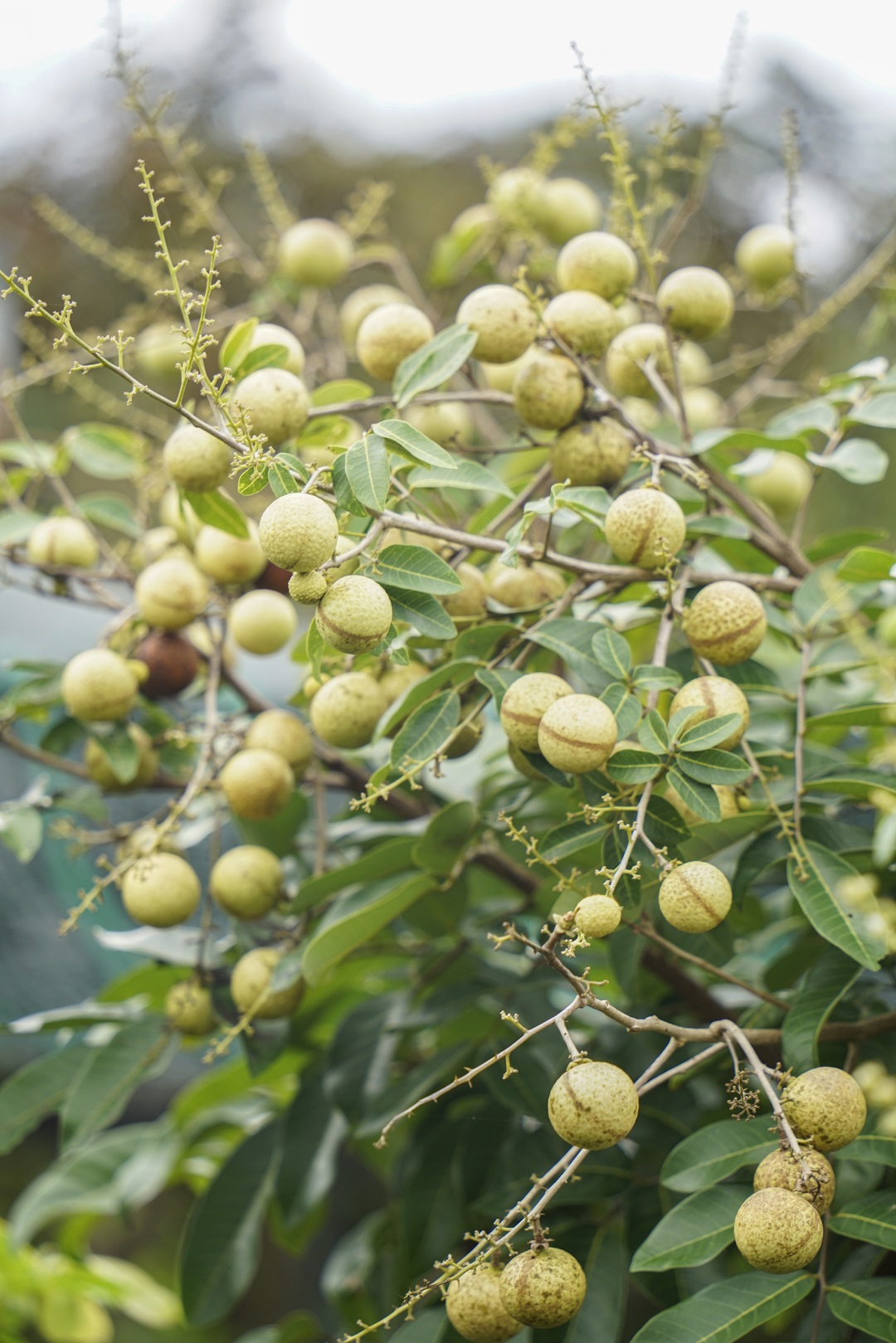 Longan is a popular fruit on Tan Phong island. Photo: Nguyen Trung Au / Tuoi Tre News
