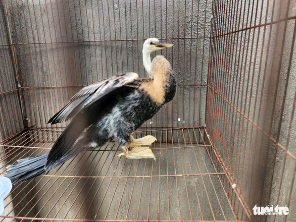 Ho Chi Minh City resident transfers endangered water bird to authorities