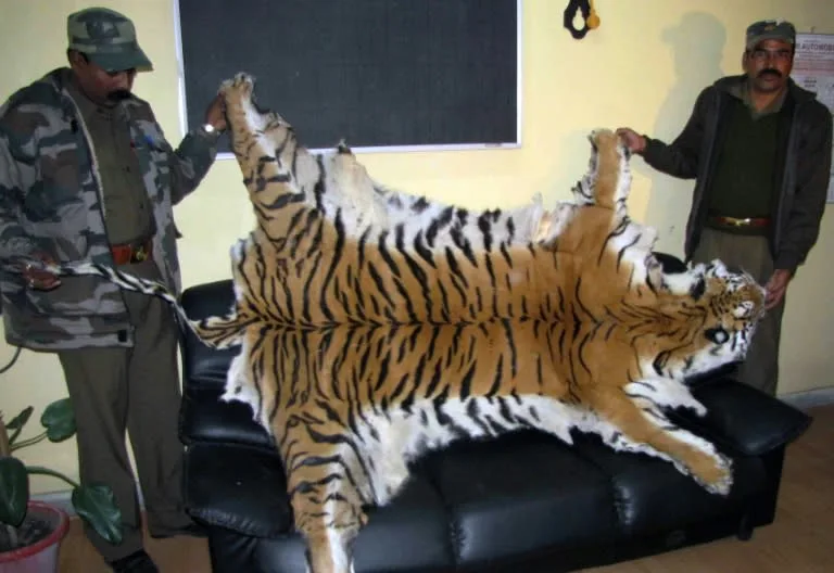 Indian customs officials display a seized Bengal tiger skin in Siliguri on January 19, 2012. Photo: AFP