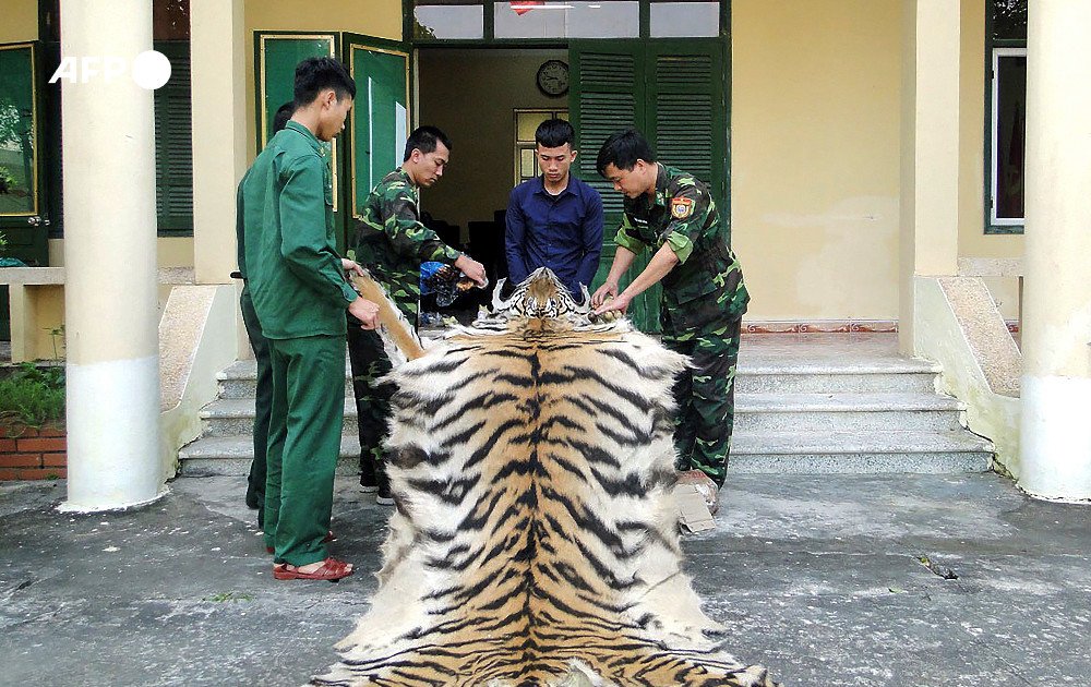 This photograph taken on April 10, 2019 shows Vietnamese Border Patrol officials holding a confiscated tiger skin and bones while the suspect Pham Van Hiep (2nd R) looks on at a Border Guard station in northern Vietnam's Quang Ninh province.  Photo: AFP
