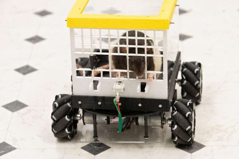 A rat drives a car as part of a study at the University of Richmond in Richmond, Virginia, on August 2, 2022. Photo: AFP