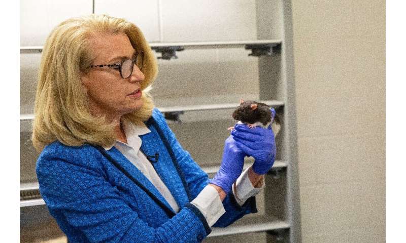 Dr. Kelly Lambert handles a rat as part of a study at the University of Richmond in Richmond, Virginia, on August 2, 2022. Photo: AFP