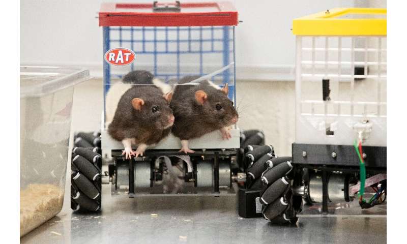 Rat race: What rodent drivers can teach us about mental health